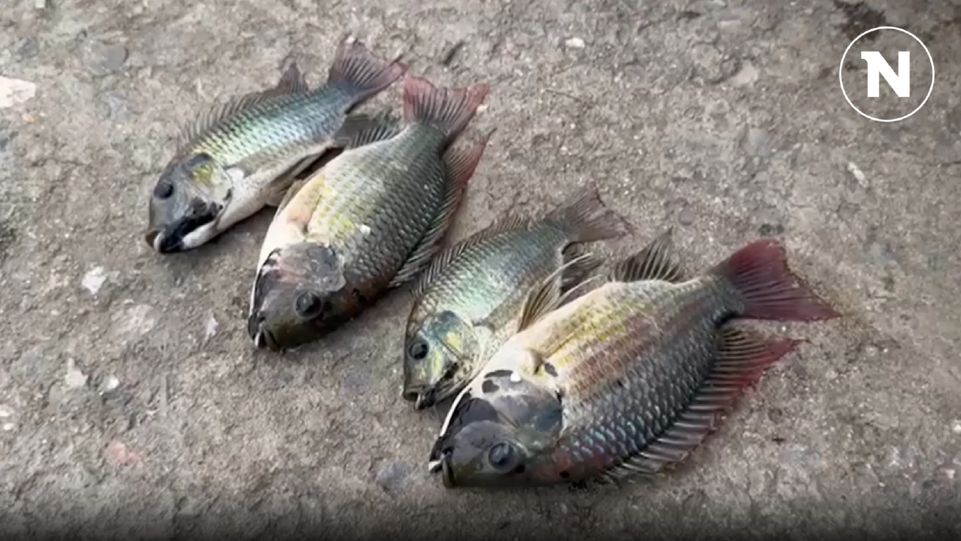 สุดทน "ปลาหมอคางดำ" อยู่ในน้ำประปาได้