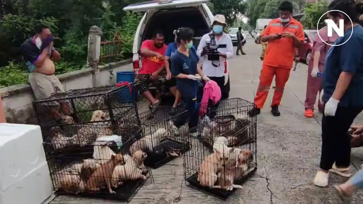 มูลนิธิเดอะวอยซ์ ช่วยสุนัข 30 ตัวไปดูแล สุดสลดแทะร่างเจ้าของประทังชีวิต