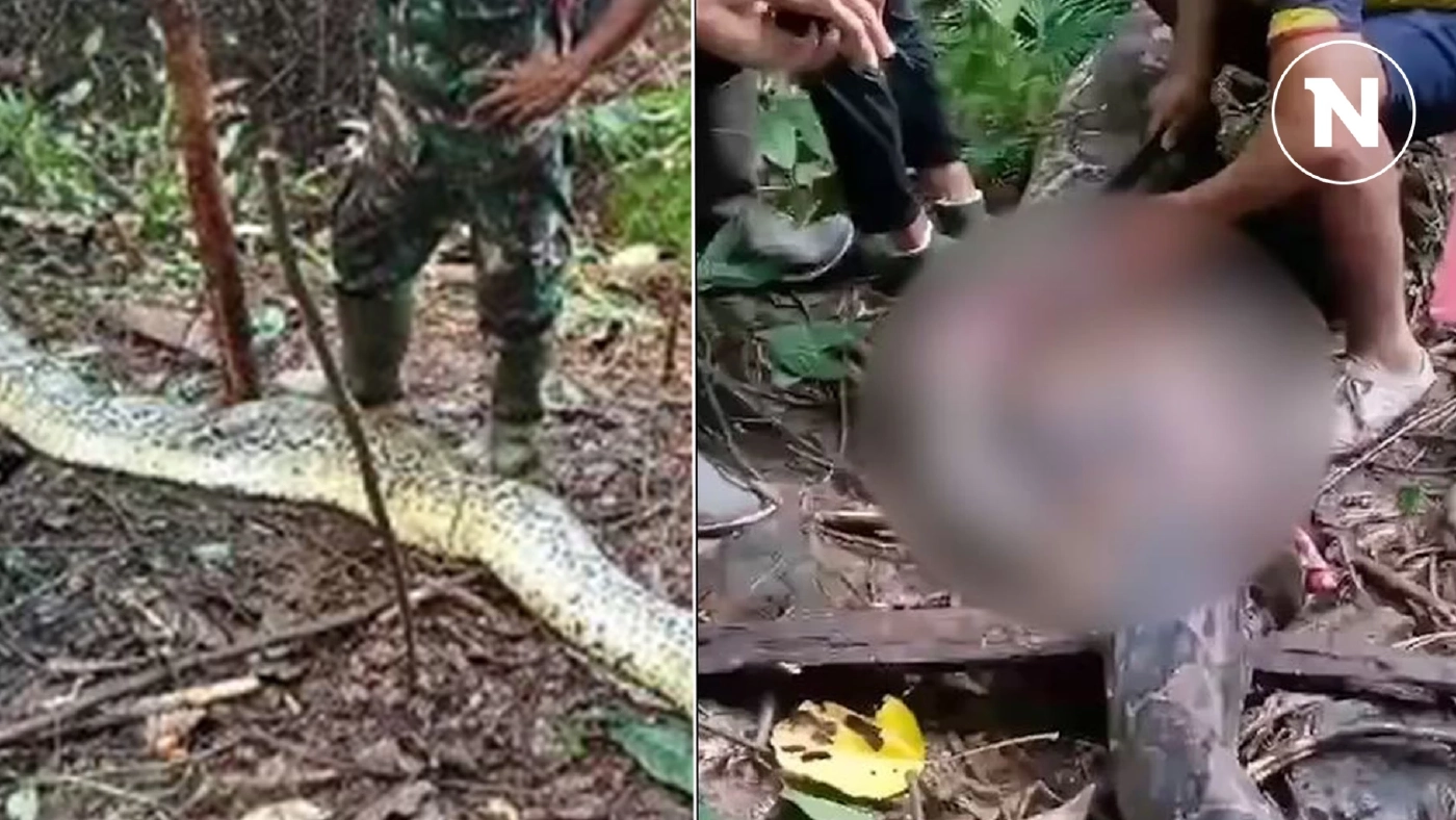 ผัวช็อก พบร่างเมียในท้องงูเหลือม บอกจะออกไปซื้อยา แต่ไปไม่ถึงร้านสักที ผัวช็อก พบร่างเมียในท้องงูเหลือม บอกจะออกไปซื้อยา แต่ไปไม่ถึงร้านสักที