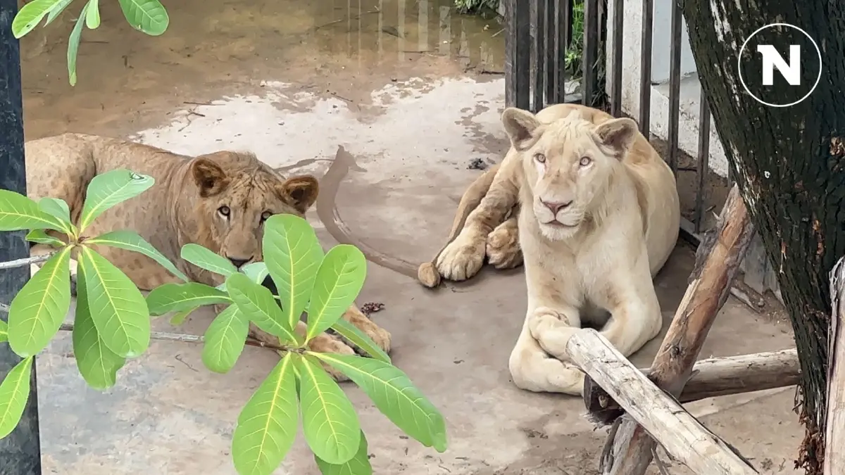 ค้นบ้านหรู 2 ผัวเมียชาวจีน แอบซุกสิงโต ยึด โรลส์-รอยซ์ ,"เฟอร์รารี่ ตรวจสอบ