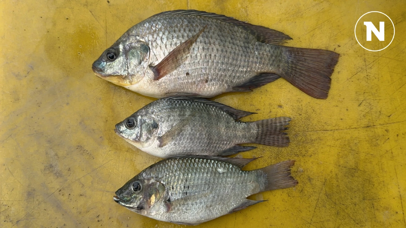 ร้องสื่อฯเจอ ”ปลาหมอคางดำ” กลายพันธุ์? ใน "บ่อกุ้ง"