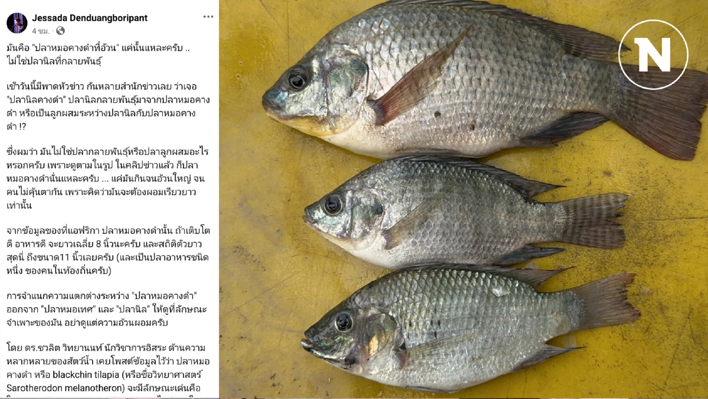 "แค่อ้วน" ปลาหมอคางดำไม่ได้กลายพันธุ์ นักวิชาการชื่อดังโพสต์ข้อมูล "แค่อ้วน" ปลาหมอคางดำไม่ได้กลายพันธุ์ นักวิชาการชื่อดังโพสต์ข้อมูล