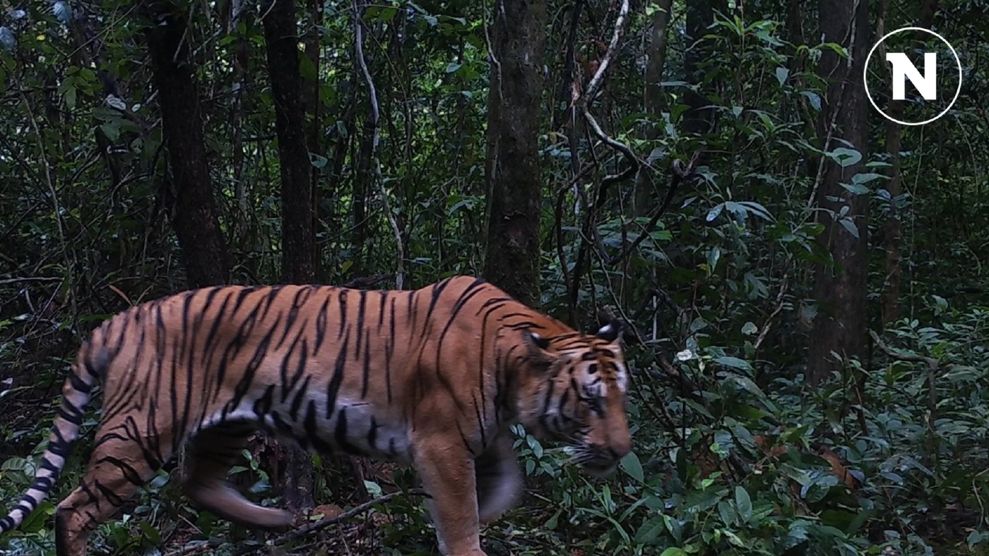 พบเสือโคร่ง! ในผืนป่าดงพญาเย็น-เขาใหญ่