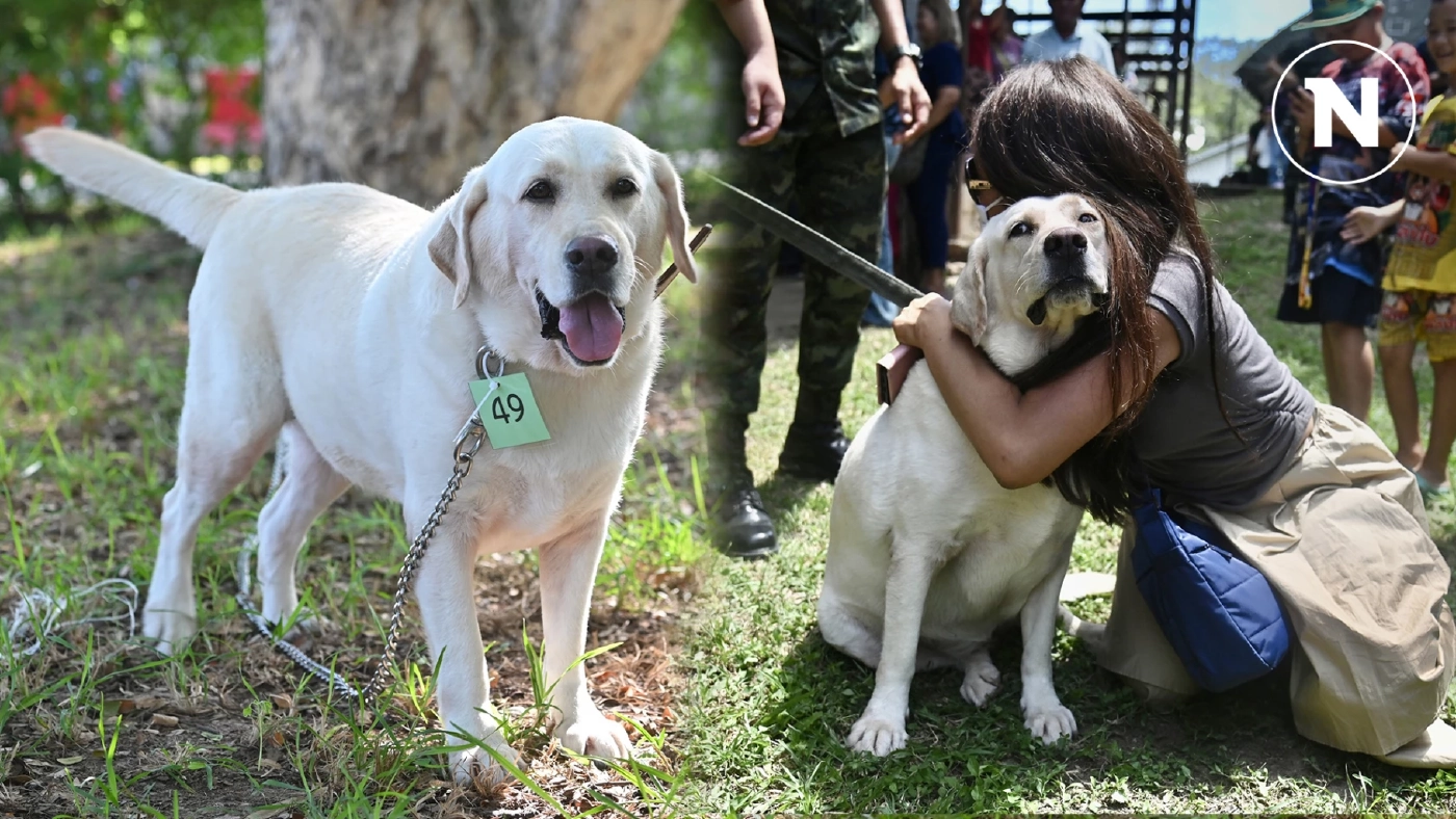 เปิดตัว "ฮิลม่า" ดาวเด่นสุนัขทหารไม่ผ่านเกณฑ์ ราคาประมูลสูงสุด 1.2 แสน เปิดตัว "ฮิลม่า" ดาวเด่นสุนัขทหารไม่ผ่านเกณฑ์ ราคาประมูลสูงสุด 1.2 แสน