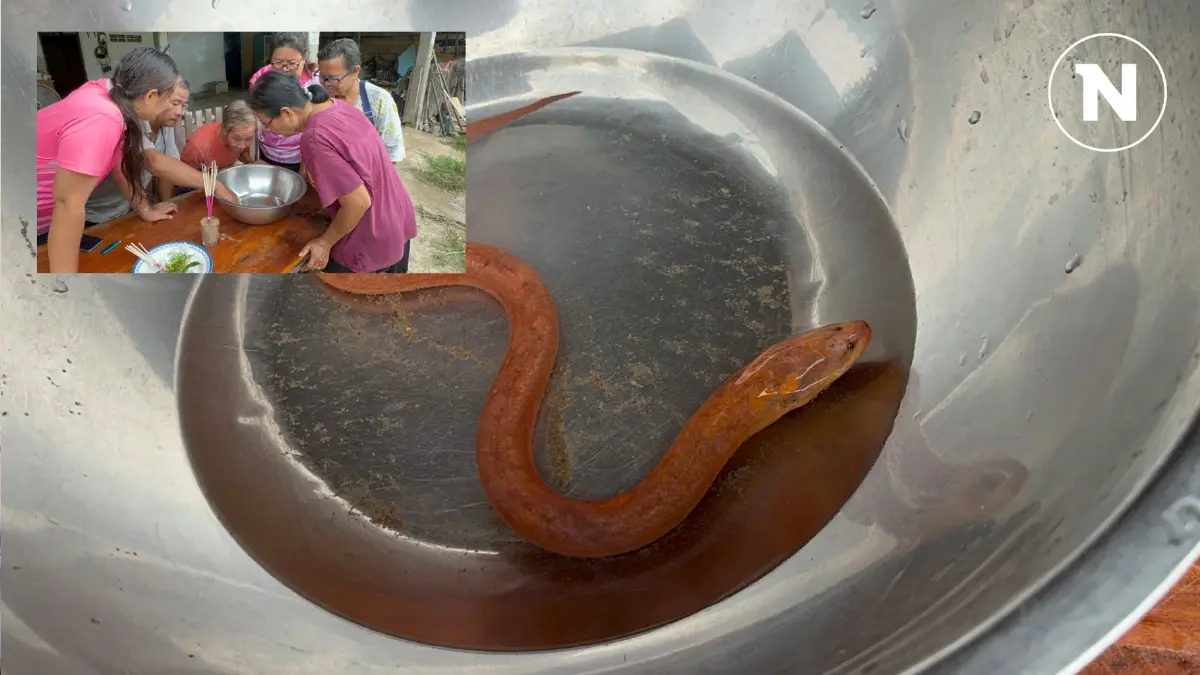 "ปลาไหล สีทอง" ให้เลข หลังพบในทุ่งนา นำกลับบ้าน ตกดึกเข้าฝันเห็นเลข