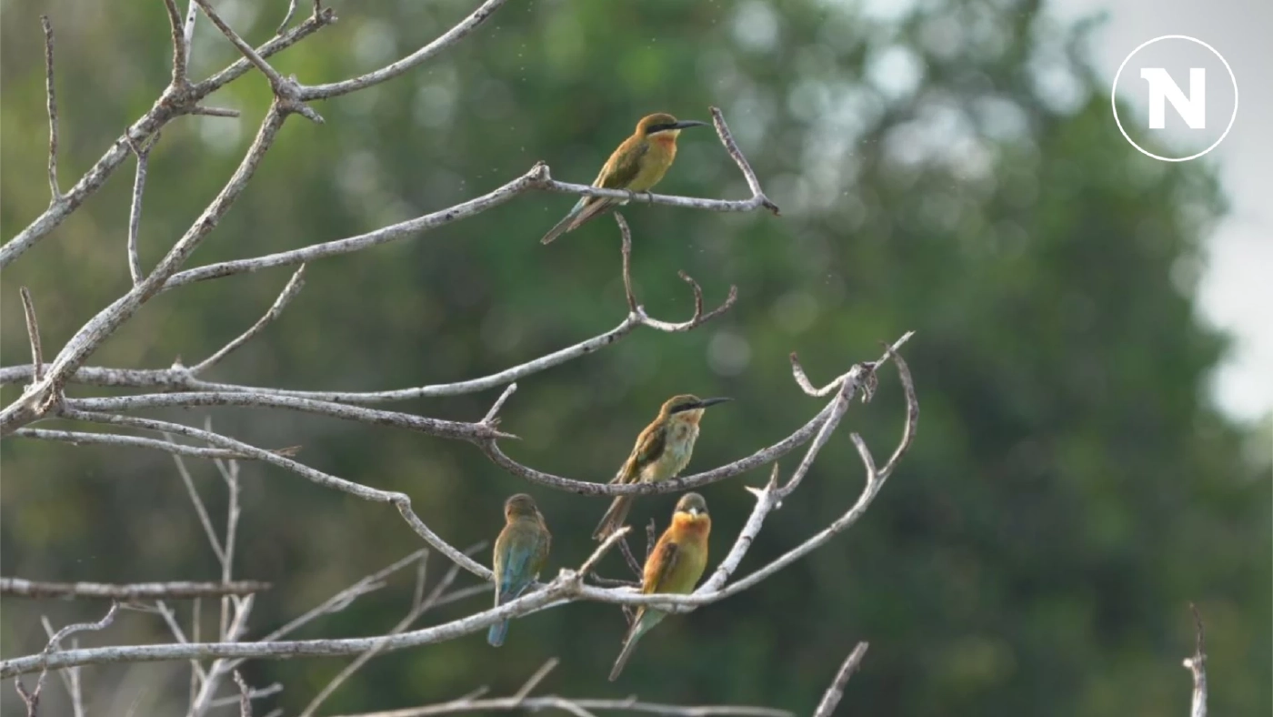 พาชม "นกจาบคาหัวเขียว" สัตว์ป่าคุ้มครอง อวดโฉมที่พัทลุง สีสันโดดเด่น พาชม "นกจาบคาหัวเขียว" สัตว์ป่าคุ้มครอง อวดโฉมที่พัทลุง สีสันโดดเด่น