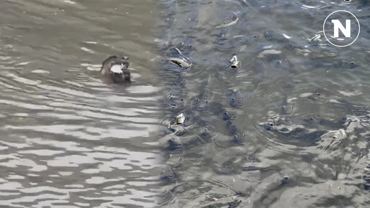 นักวิชาการ เผยเป็นไปได้ยาก ที่จะนำตัว "นาก" มาช่วยกำจัด "ปลาหมอคางดำ"