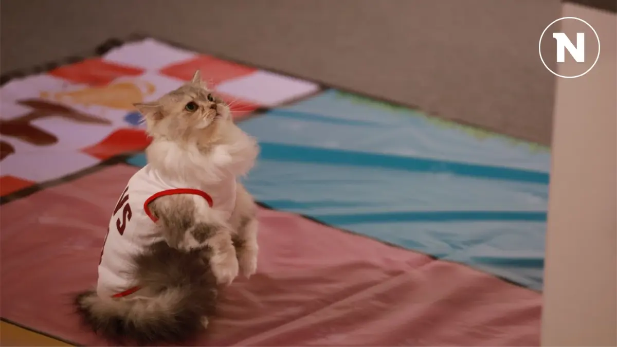 สีสัน "ทาสแมว" พาลูกๆ ร่วมแข่ง "Cat lympic" โชว์สกิลสุดน่ารัก