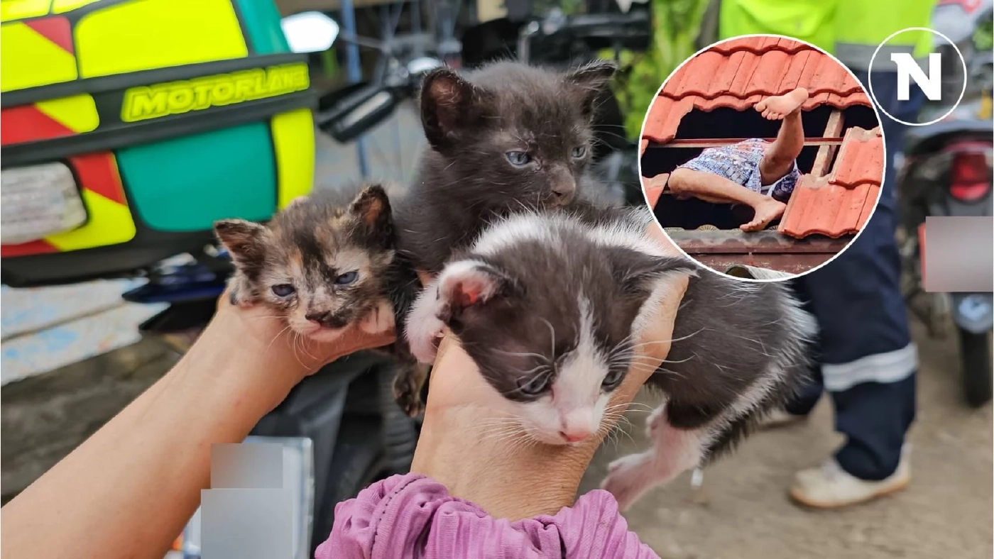 กู้ภัยรื้อหลังคา ช่วย 4 ลูกแมวติดอยู่บนฝ้า ร้องระงม