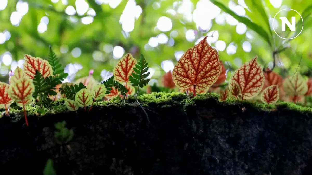 ชมความสวยงามของ "บีโกเนีย" และดอกไม้ป่านานาพรรณ กำลังเบ่งบานที่ภูหินร่องกล้า ชมความสวยงามของ "บีโกเนีย" และดอกไม้ป่านานาพรรณ กำลังเบ่งบานที่ภูหินร่องกล้า
