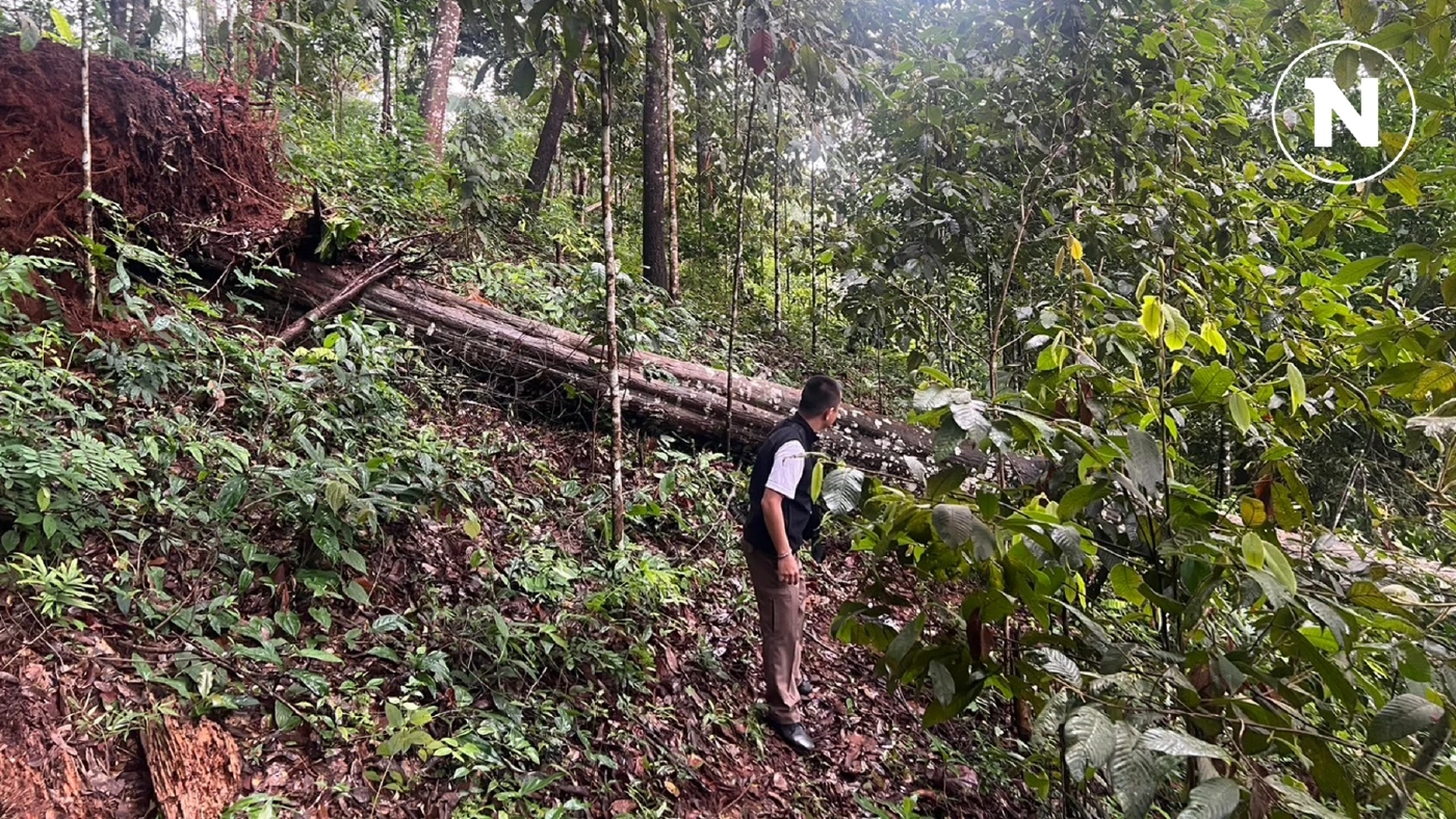 สลด! ต้นไม้ล้มทับสะพานสลิงที่เชียงใหม่ นักท่องเที่ยวจีนเสียชีวิต 1 สาหัส 1 สลด! ต้นไม้ล้มทับสะพานสลิงที่เชียงใหม่ นักท่องเที่ยวจีนเสียชีวิต 1 สาหัส 1