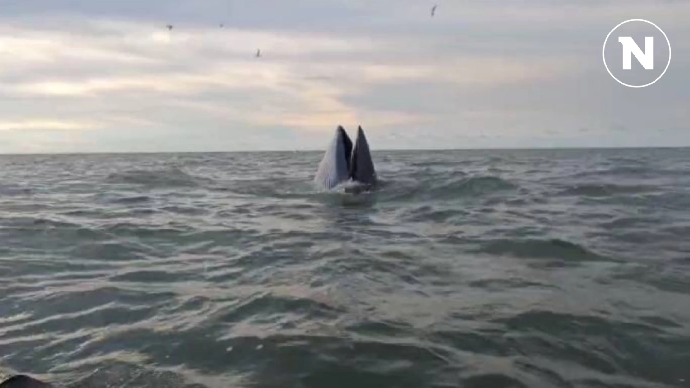 โซเชียลแชร์ "วาฬบรูด้า" โผล่อวดโฉมที่ทะเลบางแสน