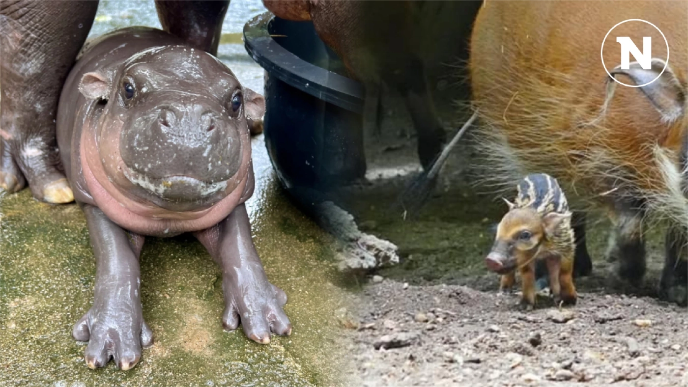 เปิดความน่ารัก 2 สมาชิกใหม่ 2 สวนสัตว์ "น้องหมูเด้ง" ลูกฮิปโปแคระ และ "ลูกหมูป่าแม่น้ำแดง" เปิดความน่ารัก 2 สมาชิกใหม่ 2 สวนสัตว์ "น้องหมูเด้ง" ลูกฮิปโปแคระ และ "ลูกหมูป่าแม่น้ำแดง"