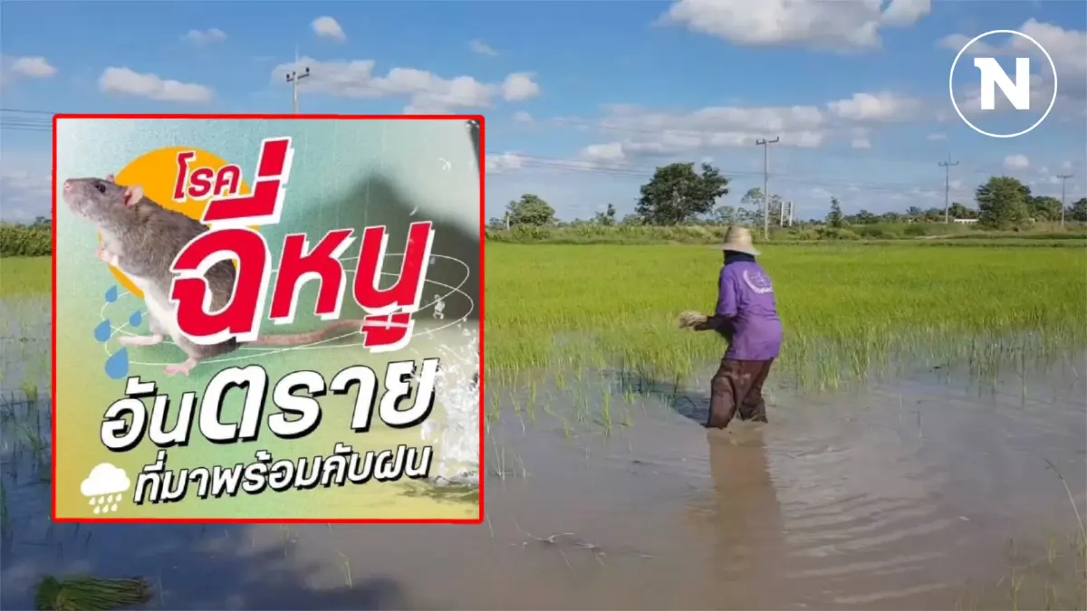 สคร.9 เผย 4 จังหวัดอีสานล่าง ป่วย "โรคฉี่หนู" แล้ว 81 ราย เสียชีวิต 2 ราย