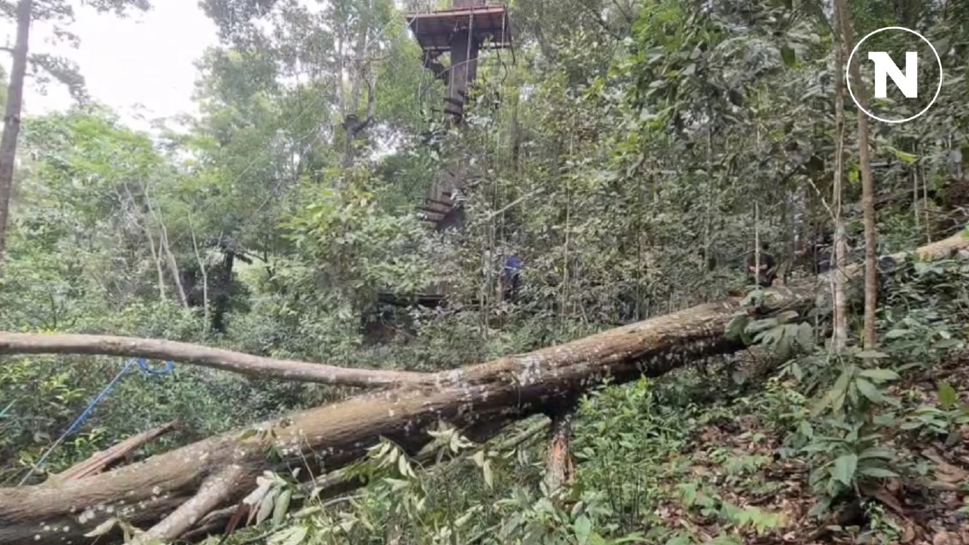 สั่งปิด 7 วัน “ซิปไลน์” มรณะ หลังต้นไม้ใหญ่โค่นทับร่างชาวจีนดับ