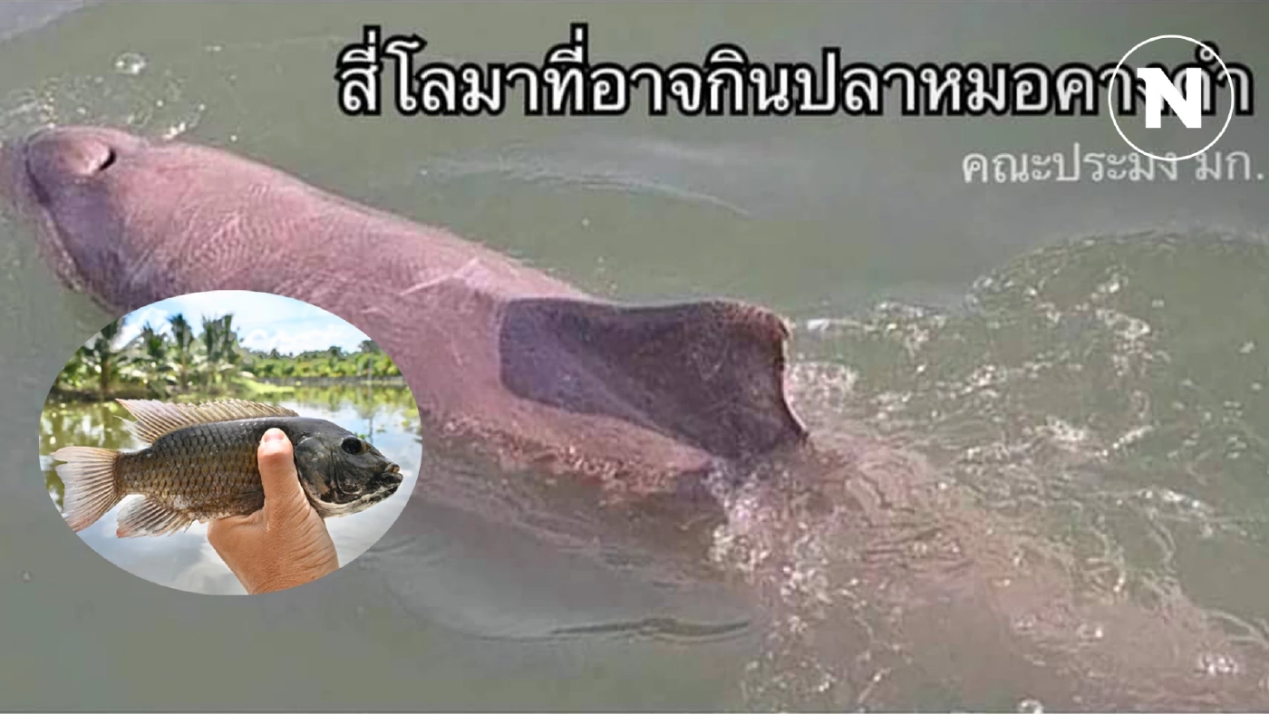 มาแล้ว ""4 จตุรเทพ ปราบปลาหมอคางดำ" นักล่าแห่งท้องทะเล