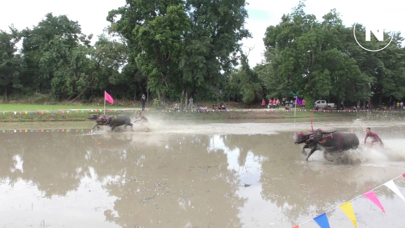 ทต.นาป่า จัดแข่งวิ่งควายคราดนา-ควายดี สืบสานประเพณีท้องถิ่น บรรยากาศสนุกสนาน