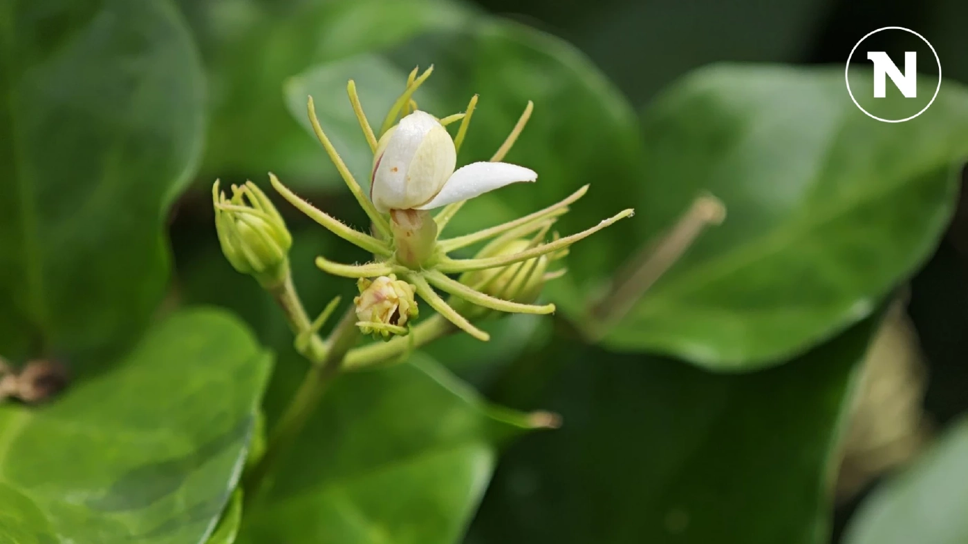 "มะลิ" ราคาพุ่ง ก.ก.ละ 1,000 บาท รับเทศกาลวันแม่