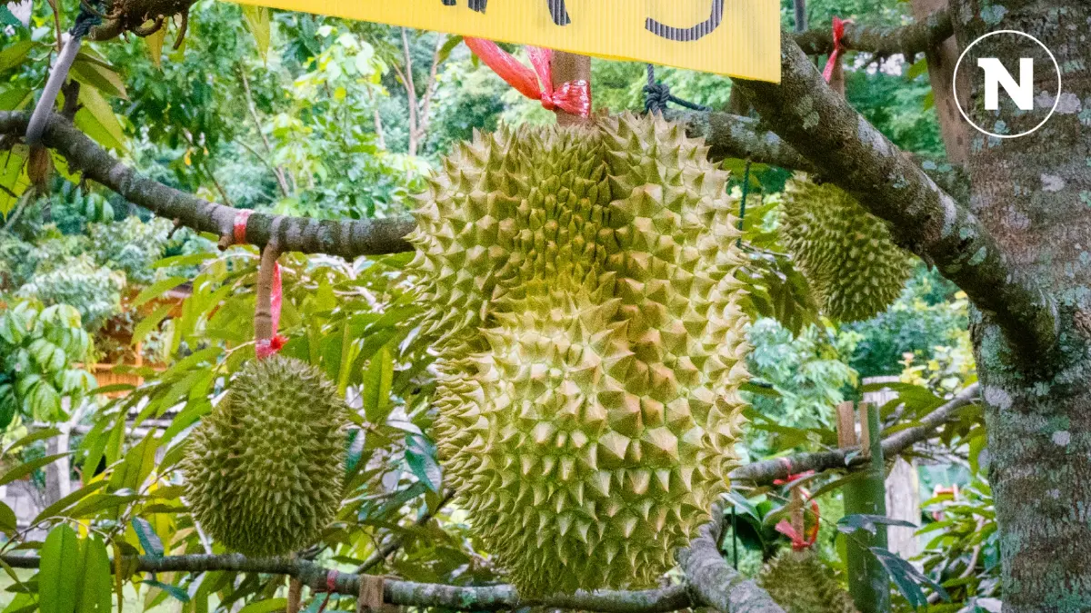เปิดประมูล “ทุเรียนน้ำแร่” ราคาสูงสุดลูกละ 33,000 บาท