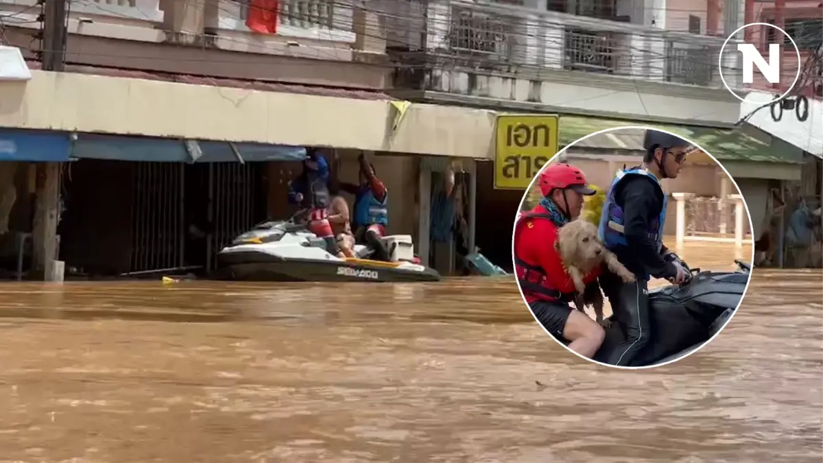 กู้ภัยลุยช่วยน้ำท่วมแม่สาย ใช้เจ็ตสกีพาชาวบ้าน-สัตว์เลี้ยงออกจากพื้นที่