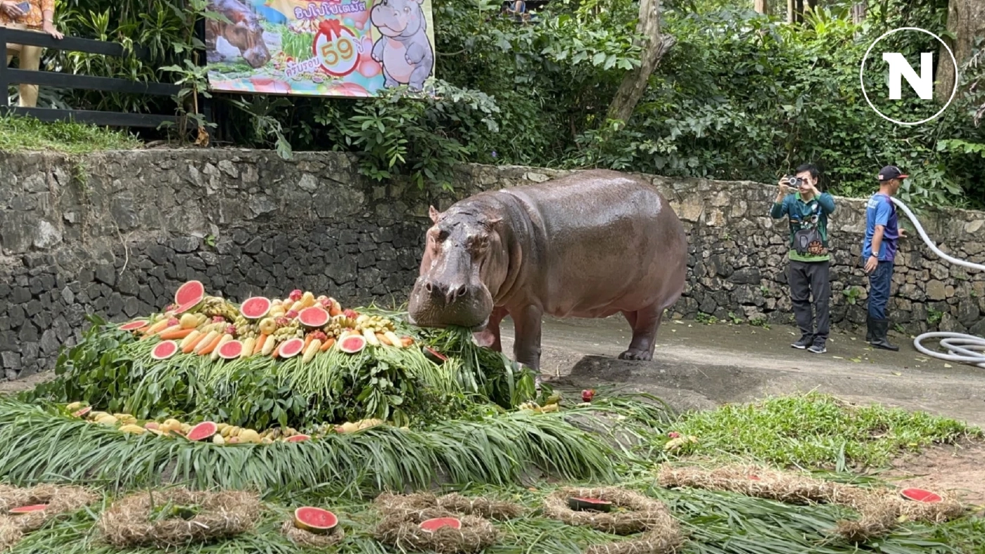 สุขสันต์วันเกิด "แม่มะลิ" ครบ 59 ปี ฮิปโปโปเตมัสอายุยืนที่สุดในไทย