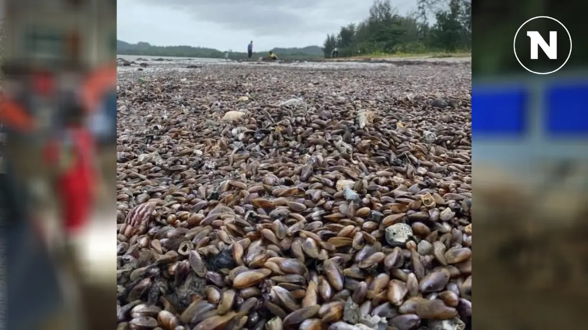 "กองทัพหอยกะพง" นับล้านโผล่เกลื่อนชายหาดสตูล นักวิชาการทะเลตอบสาเหตุแล้ว "กองทัพหอยกะพง" นับล้านโผล่เกลื่อนชายหาดสตูล นักวิชาการทะเลตอบสาเหตุแล้ว