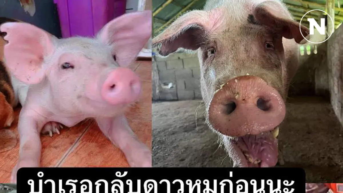 ชาวเน็ตเศร้า! "น้องบำเรอ" กลับดาวหมู หลังรอดจากน้ำท่วมมาได้ถึง 4 ครั้ง ชาวเน็ตเศร้า! "น้องบำเรอ" กลับดาวหมู หลังรอดจากน้ำท่วมมาได้ถึง 4 ครั้ง