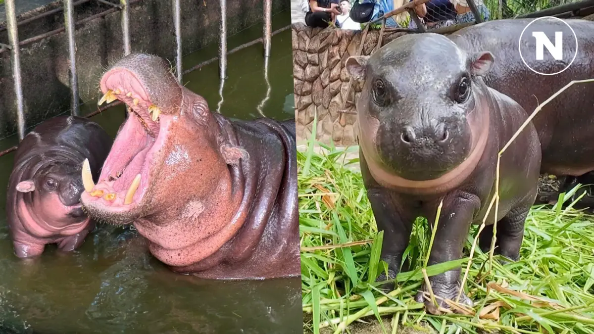 "ฝันเห็นฮิปโป" หรือฝันถึง "น้องหมูเด้ง" มีความหมายอย่างไร พร้อมเผยเลขเด็ด