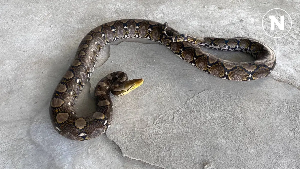 "อสรพิษวิทยา" แนะวิธีเอาตัวรอด ต้องทำอย่างไรหากโดนงูรัด