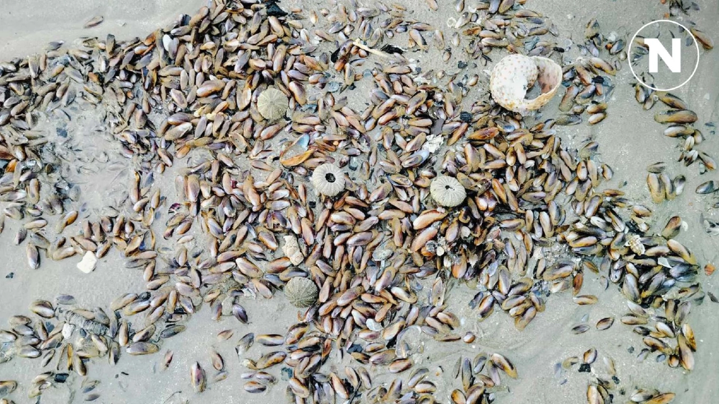 คลื่นซัดหอยกะพงนับล้านเกยหาดสตูล ชาวบ้านแห่เก็บสร้างรายได้