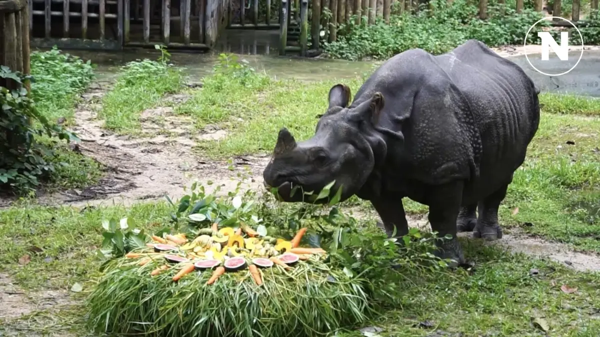 เลี้ยงอาหารโปรดให้ "กาลิ" แรดอินเดียหนึ่งเดียวในไทย ฉลองวันแรดโลก