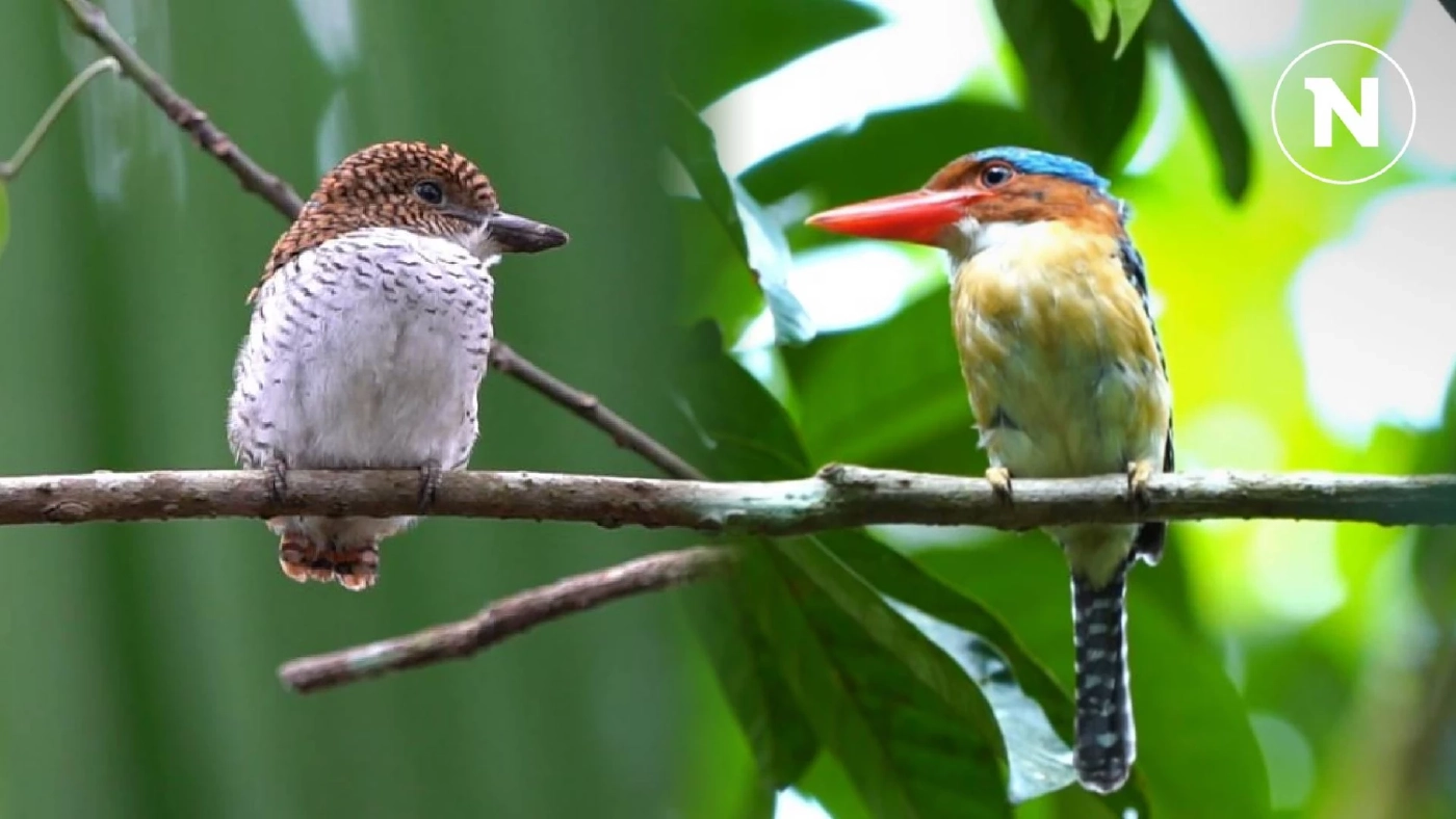 ชมภาพความสวยงาม "นกกระเต็นลาย" หาอาหารให้ลูกน้อย