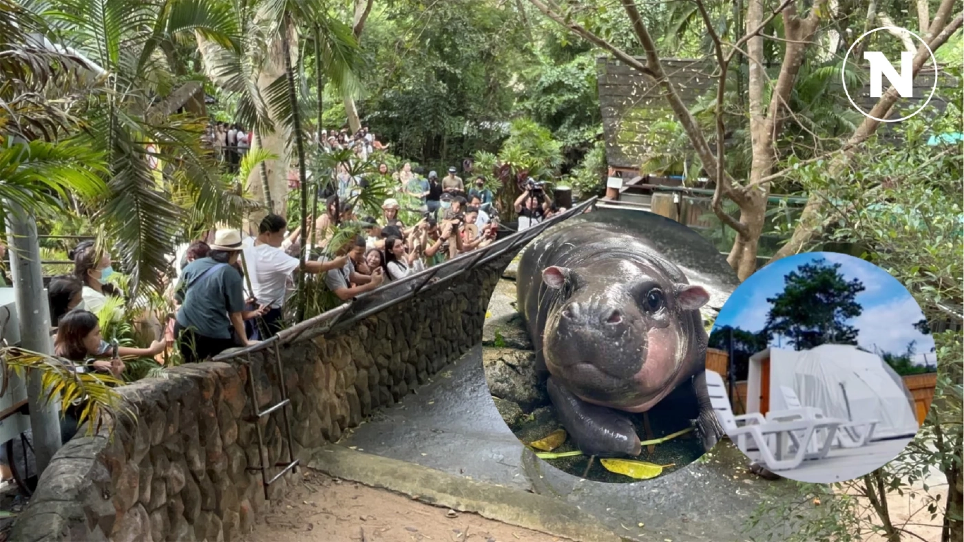 ปรากฏการณ์ "หมูเด้ง" ฟีเวอร์ ทำยอดจองที่พักสวนสัตว์เปิดเขาเขียวพุ่ง