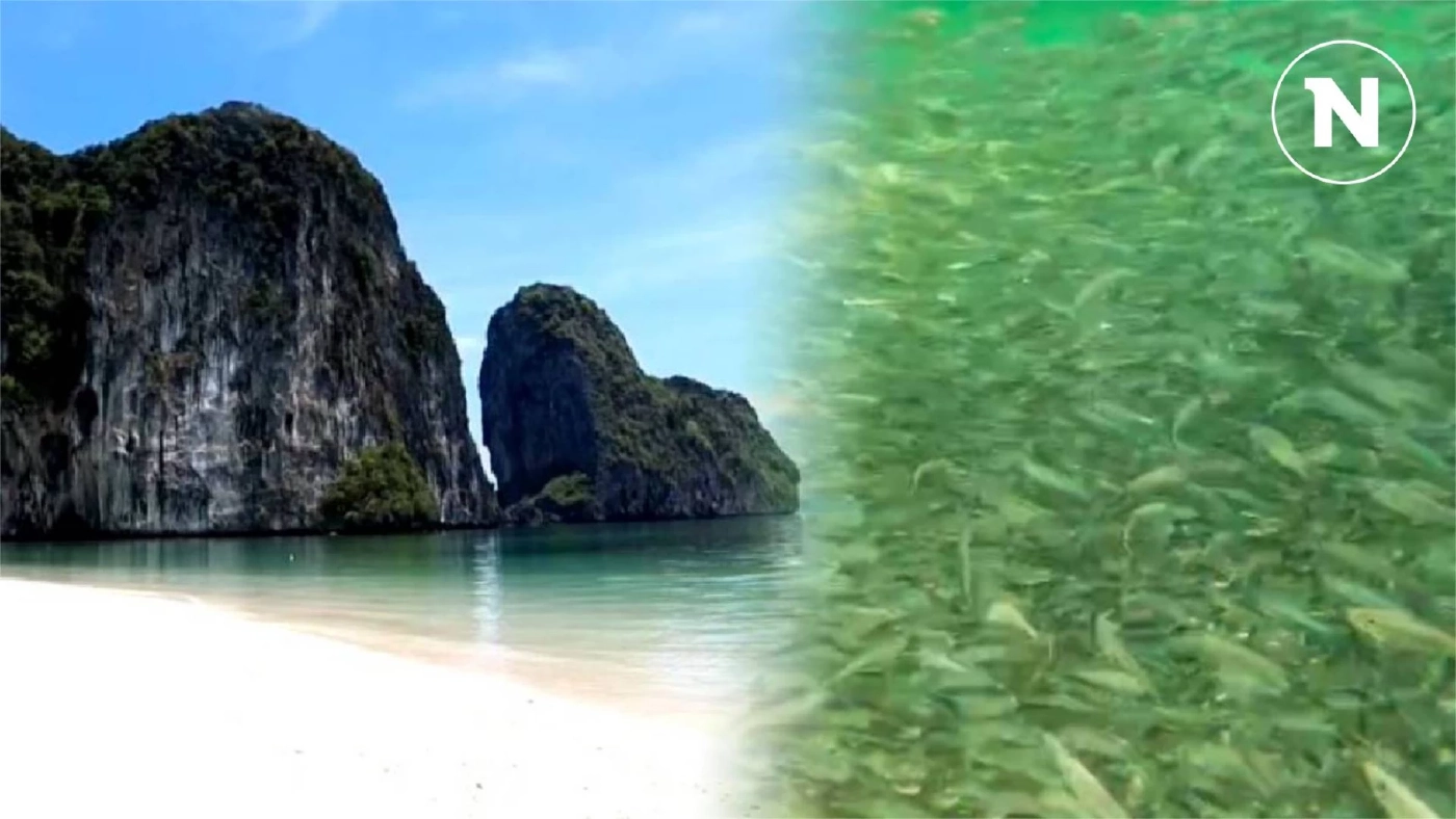 พาชมความงามท้องทะเลตรัง ที่เกาะเหลาเหลียง กับฝูงปลากะตัก แหวกว่ายแนวปะการัง พาชมความงามท้องทะเลตรัง ที่เกาะเหลาเหลียง กับฝูงปลากะตัก แหวกว่ายแนวปะการัง