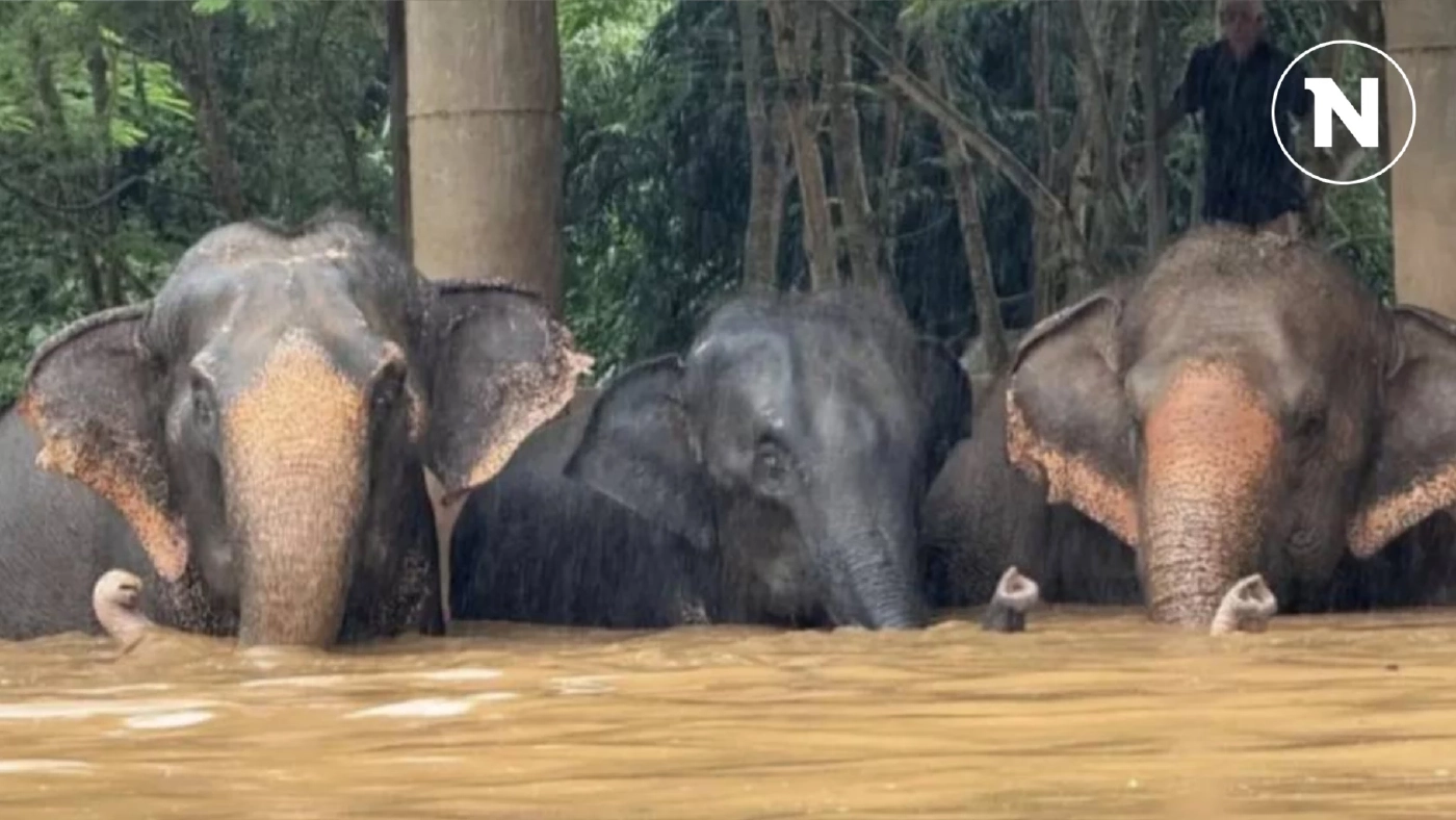 “มูลนิธิเพื่อนช้าง” ชื่นชมควาญช้าง เสี่ยงชีวิตช่วยช้างรอดตาย “มูลนิธิเพื่อนช้าง” ชื่นชมควาญช้าง เสี่ยงชีวิตช่วยช้างรอดตาย