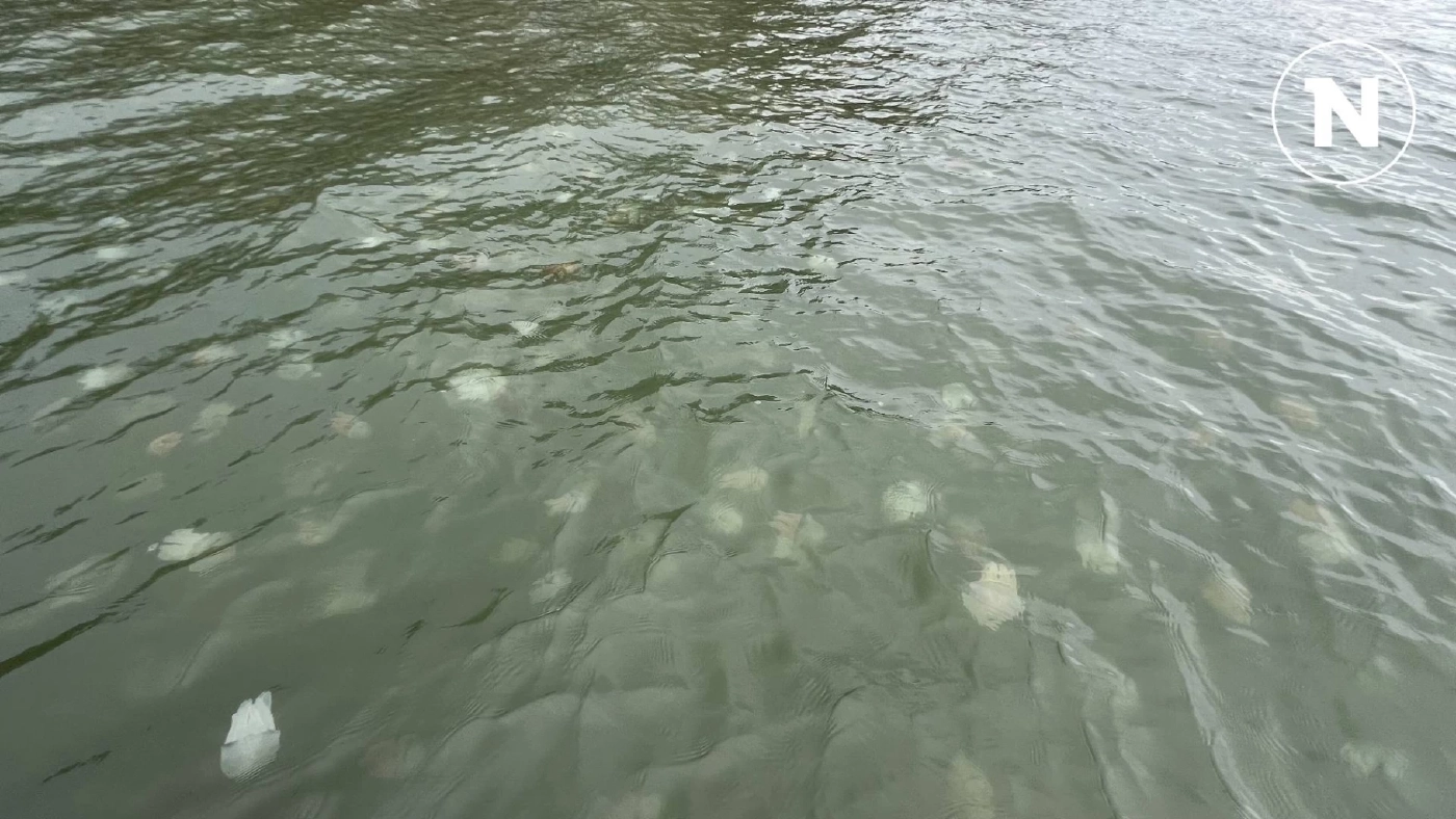 ชวนเที่ยวชม "แมงกะพรุนหลากสี" อวดโฉม ที่ จ.ตราด