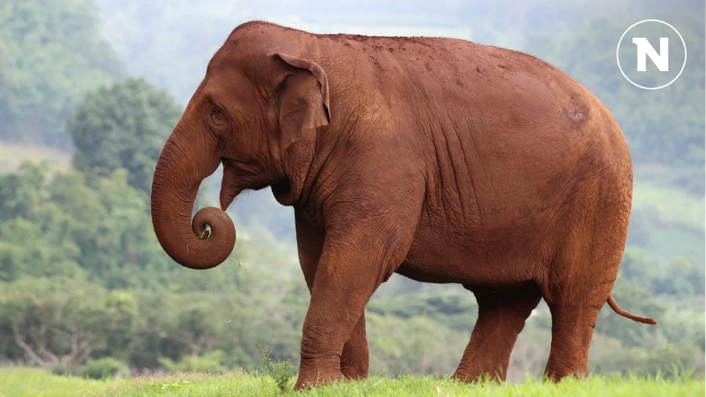 "ฟ้าใส" อยู่ไหน? ศูนย์บริบาลช้าง ประกาศตามหา หลังถูกน้ำป่าพัด "ฟ้าใส" อยู่ไหน? ศูนย์บริบาลช้าง ประกาศตามหา หลังถูกน้ำป่าพัด