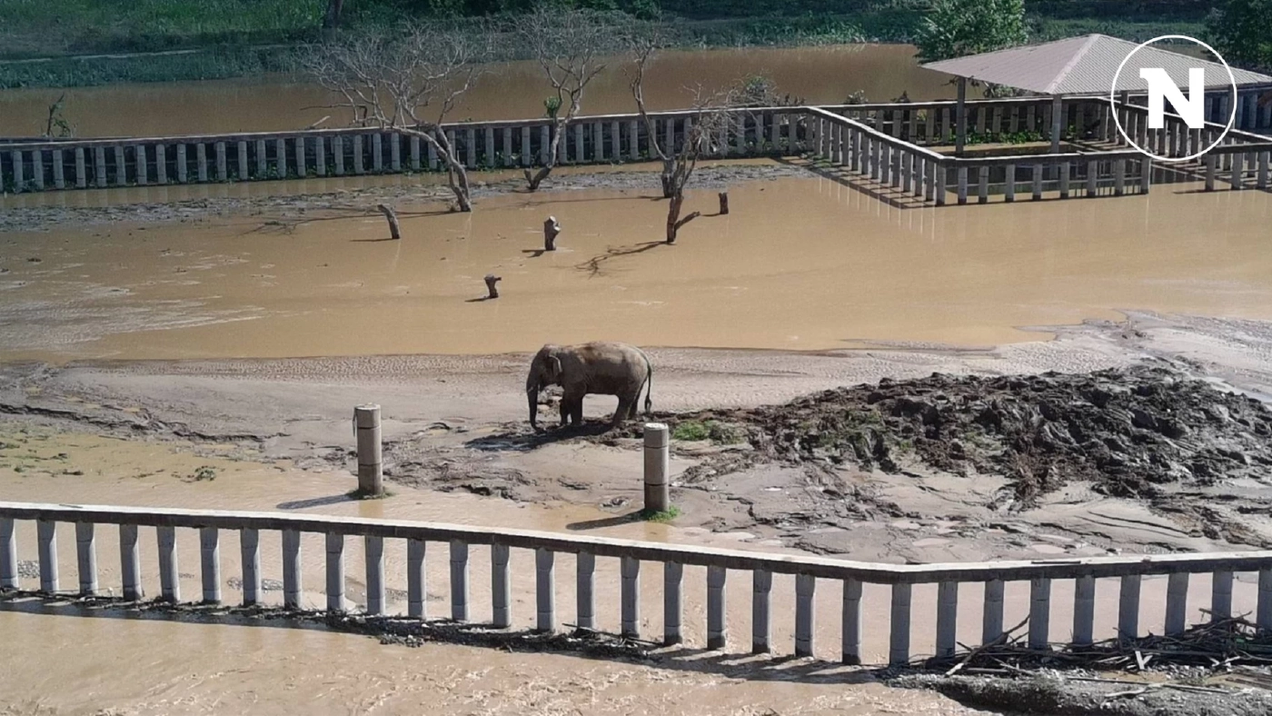 เปิดความจริงภารกิจช่วยชีวิตช้าง ทำไมงานช่วยเหลือถึงยากลำบาก