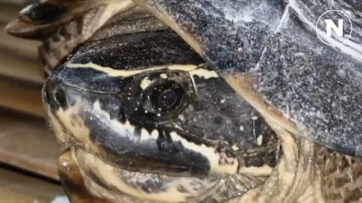 ความหวังคอหวย แห่ส่องเลขจาก "เจ้าเฉาก๊วย" เต่าบ้าน หลังให้โชคมาแล้ว 3 งวดติด