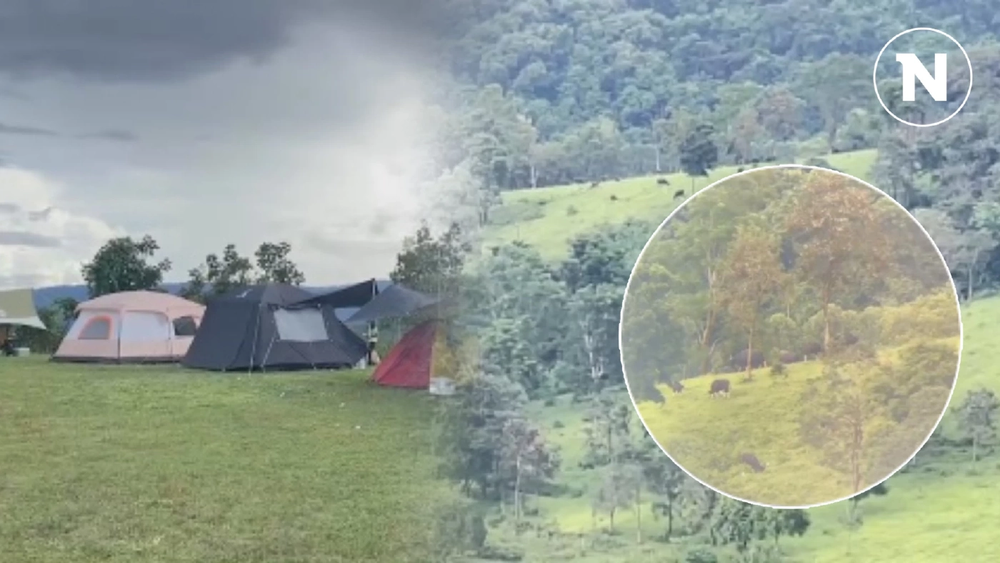 นักท่องเที่ยวแห่กางเต็นท์ รับลมหนาว ส่องดูฝูงกระทิงป่า ที่เขาแผงม้า นักท่องเที่ยวแห่กางเต็นท์ รับลมหนาว ส่องดูฝูงกระทิงป่า ที่เขาแผงม้า