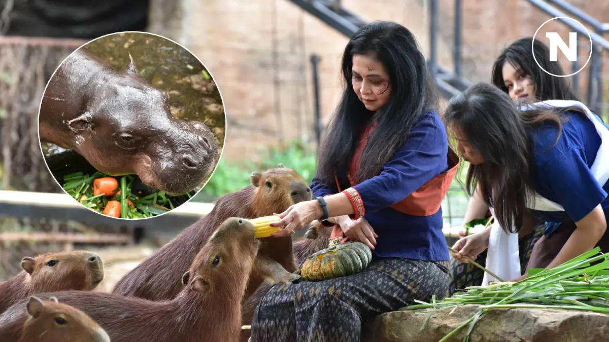 สวนสัตว์ขอนแก่น ชวน นทท.ร่วมกิจรรม "วันฮาโลวีน" ชมความน่ารัก "หมูด้วง" กับแก๊งตัวตึง