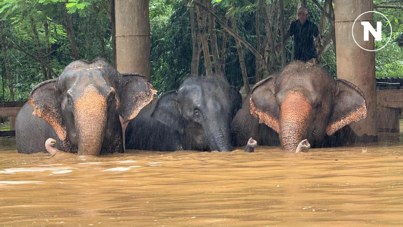 ศูนย์บริบาลช้าง โพสต์ขอความช่วยเหลือ ช้าง-สัตว์ในศูนย์ ถูกน้ำป่าพัดหาย
