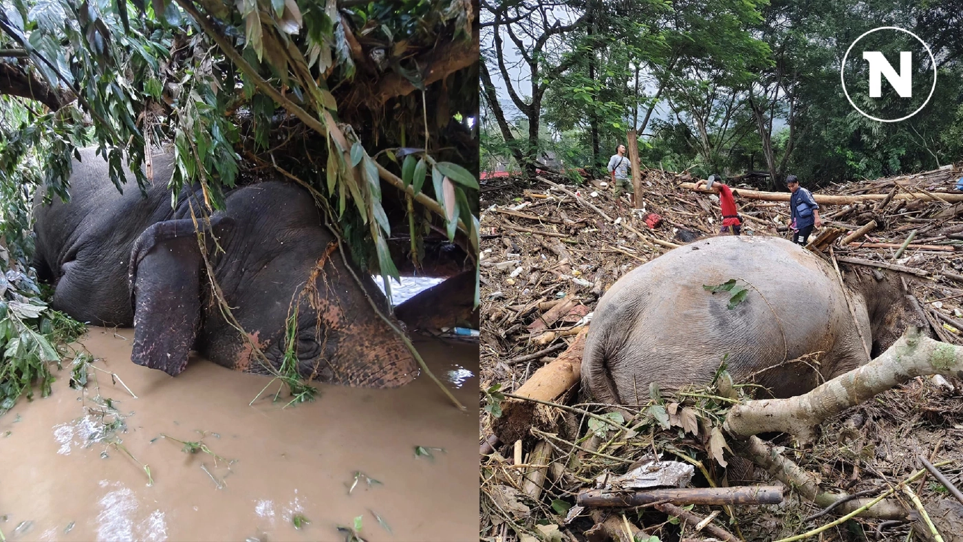 สุดเศร้า พบช้างล้มอีก 2 เชือก ใกล้ปางช้างแม่แตง ยังไม่ชัดเป็น "ฟ้าใส" หรือไม่