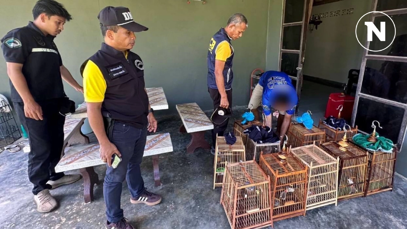 พ่อค้าไลฟ์สด TikTok ขาย "นกปรอดหัวโขน หรือนกกรงหัวจุก" พ่อค้าไลฟ์สด TikTok ขาย "นกปรอดหัวโขน หรือนกกรงหัวจุก"