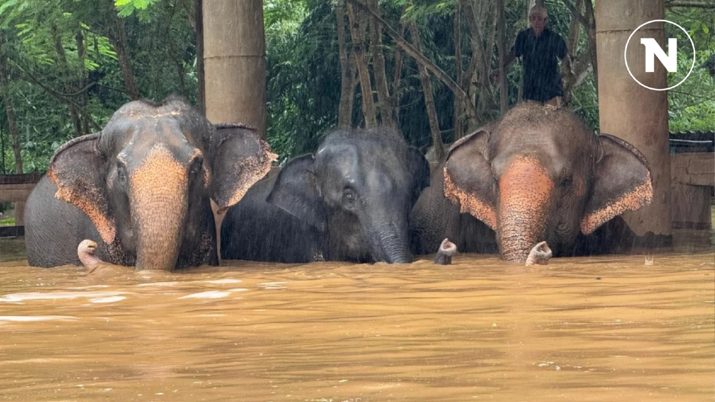 หนีน้ำป่า! "มูลนิธิอนุรักษ์ช้างฯ" โพสต์ขอความช่วยเหลือ "ขนย้ายสัตว์"