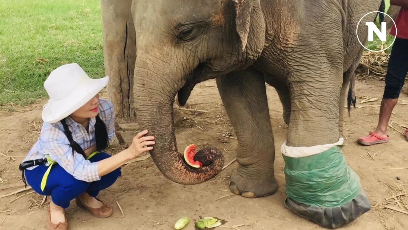 "หนูนา" โชว์รูป "พลายขุนเดช-ดอกแก้ว" บอกที่ทำไปเพราะรักช้าง ไม่เคยได้เงิน "หนูนา" โชว์รูป "พลายขุนเดช-ดอกแก้ว" บอกที่ทำไปเพราะรักช้าง ไม่เคยได้เงิน