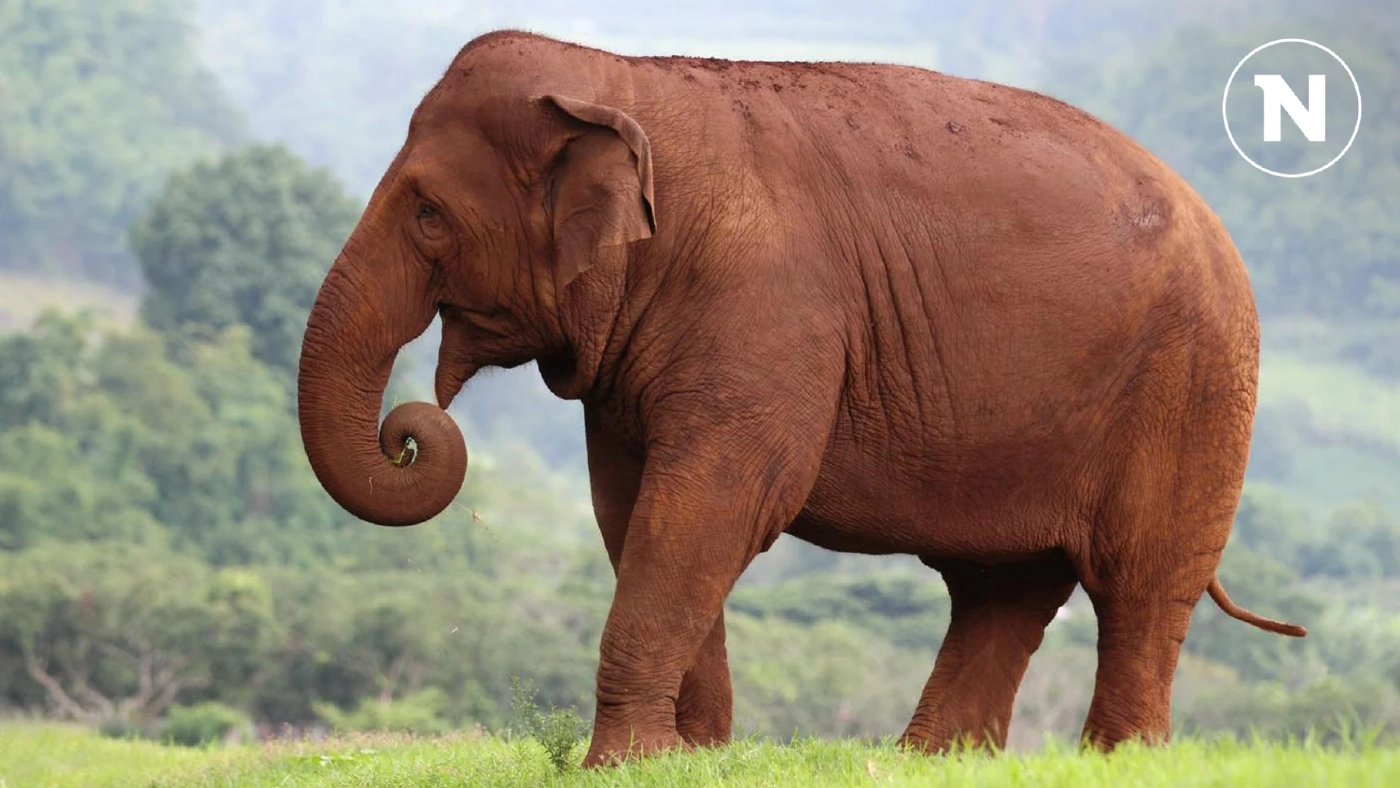 บอกลา “พังฟ้าใส - พลอยทอง" ช้างศูนย์บริบาลช้างฝังซากในพื้นที่ที่พบ