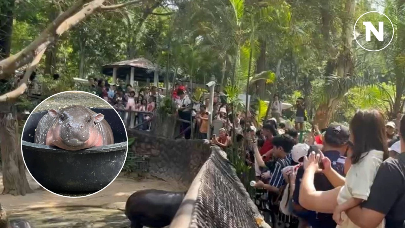 คึกคัก! ปิดเทอม แฟนคลับแห่ชม "น้องหมูเด้ง" ซุปตาร์แห่งสวนสัตว์เปิดเขาเขียว (มีคลิป) คึกคัก! ปิดเทอม แฟนคลับแห่ชม "น้องหมูเด้ง" ซุปตาร์แห่งสวนสัตว์เปิดเขาเขียว (มีคลิป)