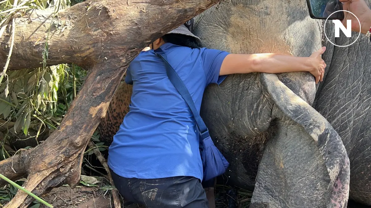 เจ้าของ Elephant Nature Park ร่ำไห้ โผกอดร่างช้างสองเชือก ถูกน้ำป่าคร่าชีวิต