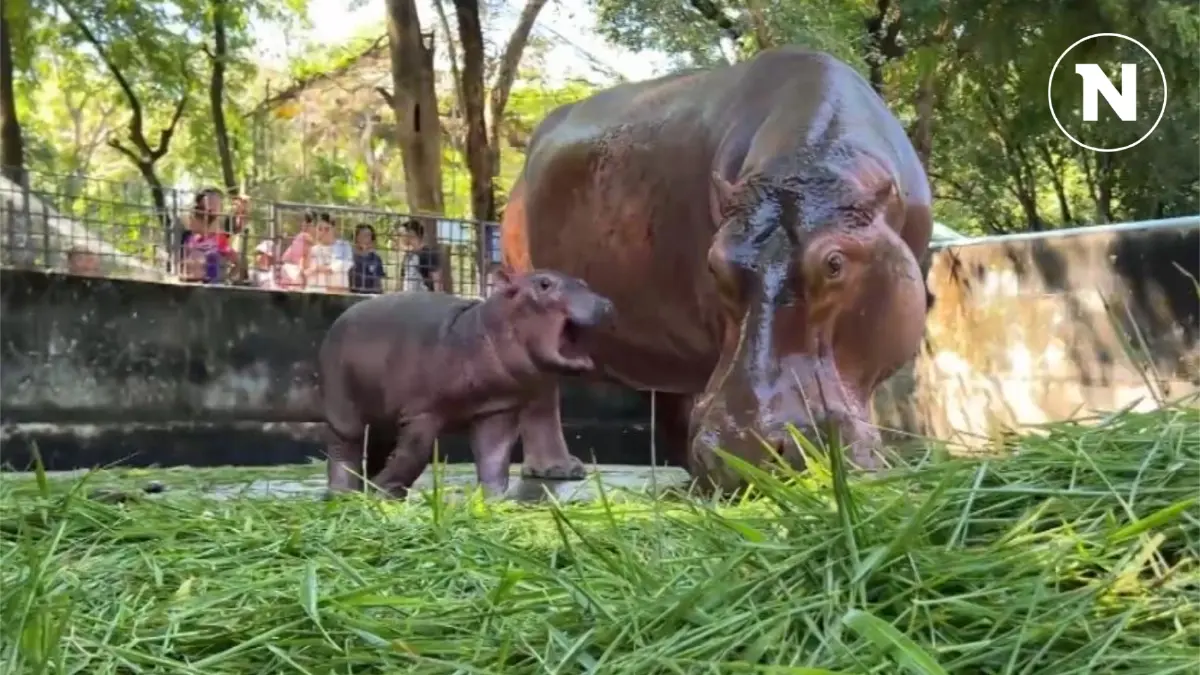 สวนสัตว์ศรีสะเกษคึกคัก นักท่องเที่ยวแห่ชม-ให้กำลังใจ "ลูกฮิปโป" หลังเจอบูลลี่